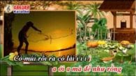 Đò đưa karaoke