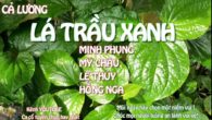Lá trầu xanh
