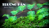 Trường Hận