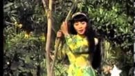 Tân cổ Tàu về quê hương