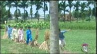 Quên Cây Cầu Dừa