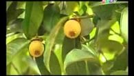 Hương sắc miệt vườn