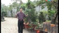 Mùa xuân ở Tây Ninh