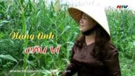 Nặng tình câu ví