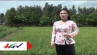 Tình đất mẹ Phương Ninh