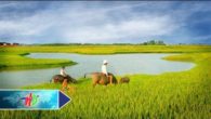 Tứ Kỳ câu hát yêu thương