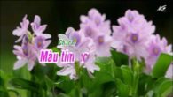 Ca cổ: Màu hoa tím lục bình