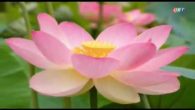Bác Hồ gương Người sáng mãi