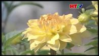 Ngâm thơ: Cảm xúc mùa xuân