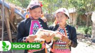 Người giữ gìn dân ca Sila