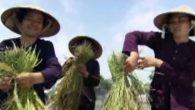 Những cô gái trên quê hương quan họ