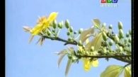 Vương vấn một vùng quê
