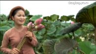 Xuôi về