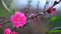 Ai lên xứ Hoa đào