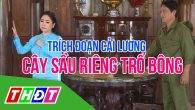 Trích đoạn cải lương: Cây sầu riêng trổ bông